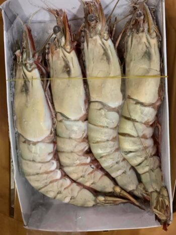 Datina Maw Premium Quality